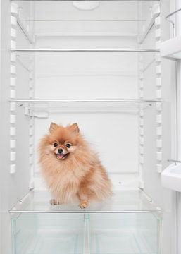 Naklejki fluffy pomeranian dog sitting in an empty fridge