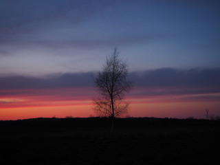 Fototapeta na wymiar Silhouette of the birch against the background of the evening sky