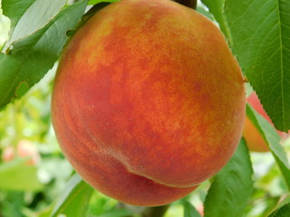 Ripe peach on a tree branch