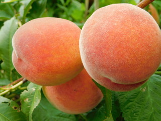 Ripe peaches on a tree branch