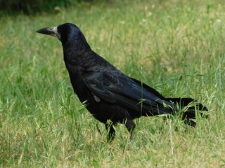 black raven walking on green grass