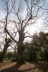 Tree in a park