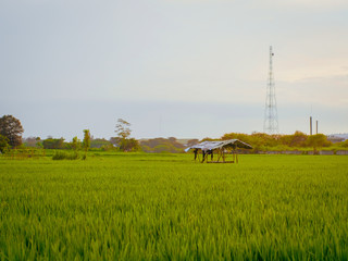 Fototapeta na wymiar Warming in the ricefild
