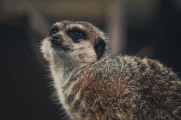 Fototapeta premium Spectacular portrait of a meerkat. Animal