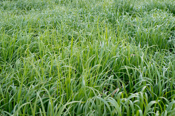 Fototapeta premium Switchgrass plant (Panicum virgatum) for Biofuel Production