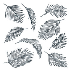 Tropical coconut palm leaves set, isolated on white. Vector sketch illustration. Hand drawn tropic design elements.