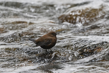 降雪の中のカワガラス(Brown Dipper)