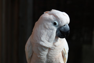 portrait of a parrot