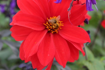 bee on flower