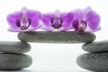 Obraz na płótnie Canvas Three purple orchid blossoms on a grey roundstone resting on four more stones - two on both sides - white background, space between stones