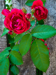 Red roses climbing on the wooden fence