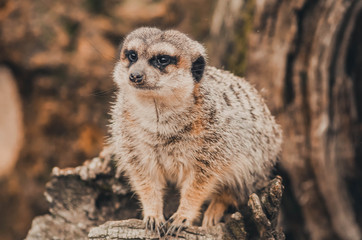 Fototapeta premium Spectacular portrait of a meerkat. Animal