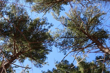 A view of the tall been pine trees and the bright blue sky.