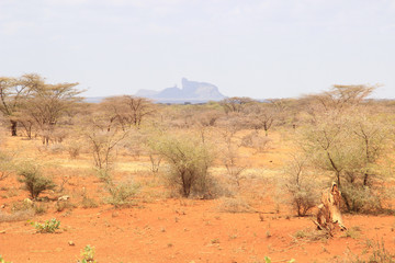 African dry hot savanna with dried plants and mountains in the background