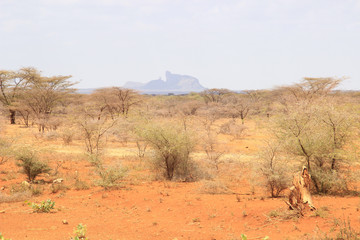 Naklejka premium African dry hot savanna with dried plants and mountains in the background