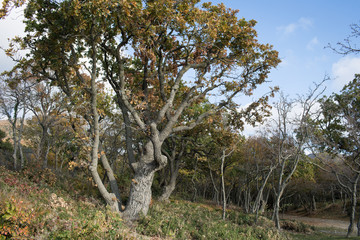 Small Utrish, Caucasus,  Russia
