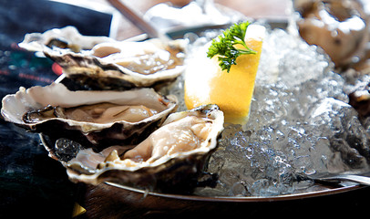 Fresh Oysters