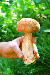 Hand holding a cep