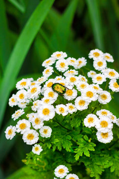 Flowering Pyrethrum closeup with goldsmith beetle sitting on it