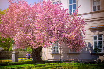 Fototapeta premium Beautiful of Cherry Blossom or Sakura flower with empty bench in the nature at the Gardens in Mirabell Palace,Salzburg,Austria