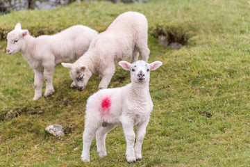 Obraz premium Cute little lambs in spring