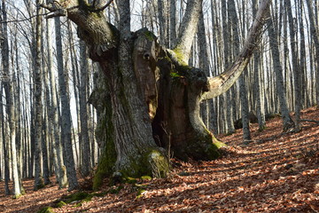 Gran castaño del bosque