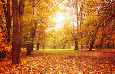 Autumn park with sunny glade and big old oak. Picturesque landscape green lawn.