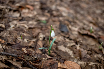 Snowdrops