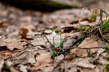 Snowdrops