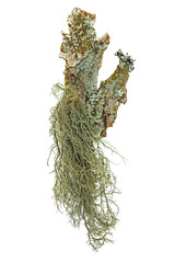 The lichen Usnea from the highland of the Carpathians is isolated on a white background. Isolate...