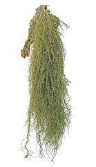 The lichen Usnea from the highland of the Carpathians is isolated on a white background. Isolate...