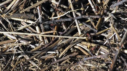 les fourmis rouges en action