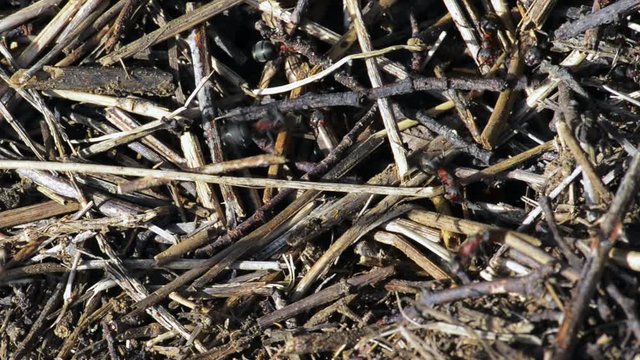 les fourmis rouges en action
