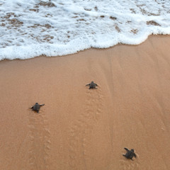 Baby turtles making it's way to the ocean
