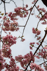 Cherry blossom in Japan. Sakura flowers and trees close up in Tokyo, Japan during Spring time