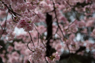 Cherry blossom in Japan. Sakura flowers and trees close up in Tokyo, Japan during Spring time