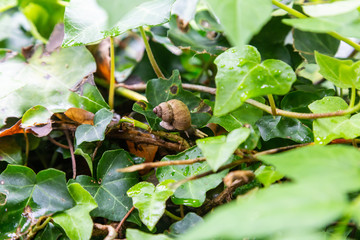 Grape snail hiding in the leaves and branches in San Marino