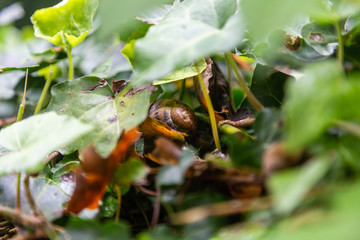 Fototapete bei efototapeten.de bestellen   