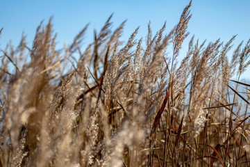 Fototapeta premium Juncos al viento en otoño
