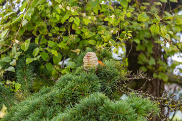 Young egg-shaped cones on the branches of the Italian pine in San Marino