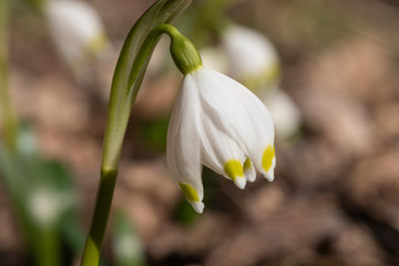 Obraz premium Märzenbecher als Frühlingsbote mitten im Wald