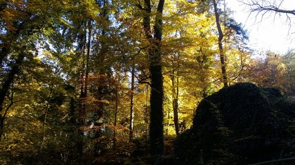 Obraz premium September Herbst in der Eifel