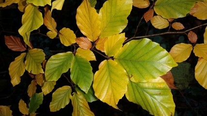Buchenblätter im Herbst
