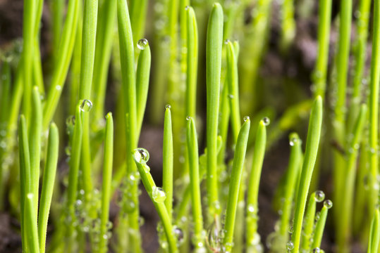 Macro photography of growing wheatgrass with water drops