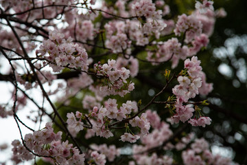 Cherry blossom in Japan. Sakura flowers and trees close up in Tokyo, Japan during Spring time