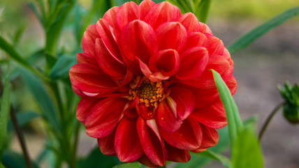Bright red dahlia terry in summer in the garden