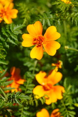 Orange Zinnien Blumen