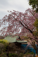 Fototapeta premium Cherry blossom in Japan. Sakura flowers and trees close up in Tokyo, Japan during Spring time