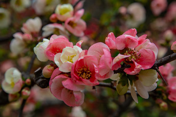 Cherry blossom in Japan. Sakura flowers and trees close up in Tokyo, Japan during Spring time