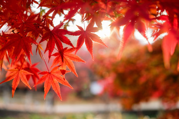 Naklejka na ściany i meble Blurred red Maple leaves in corridor garden with sunlight